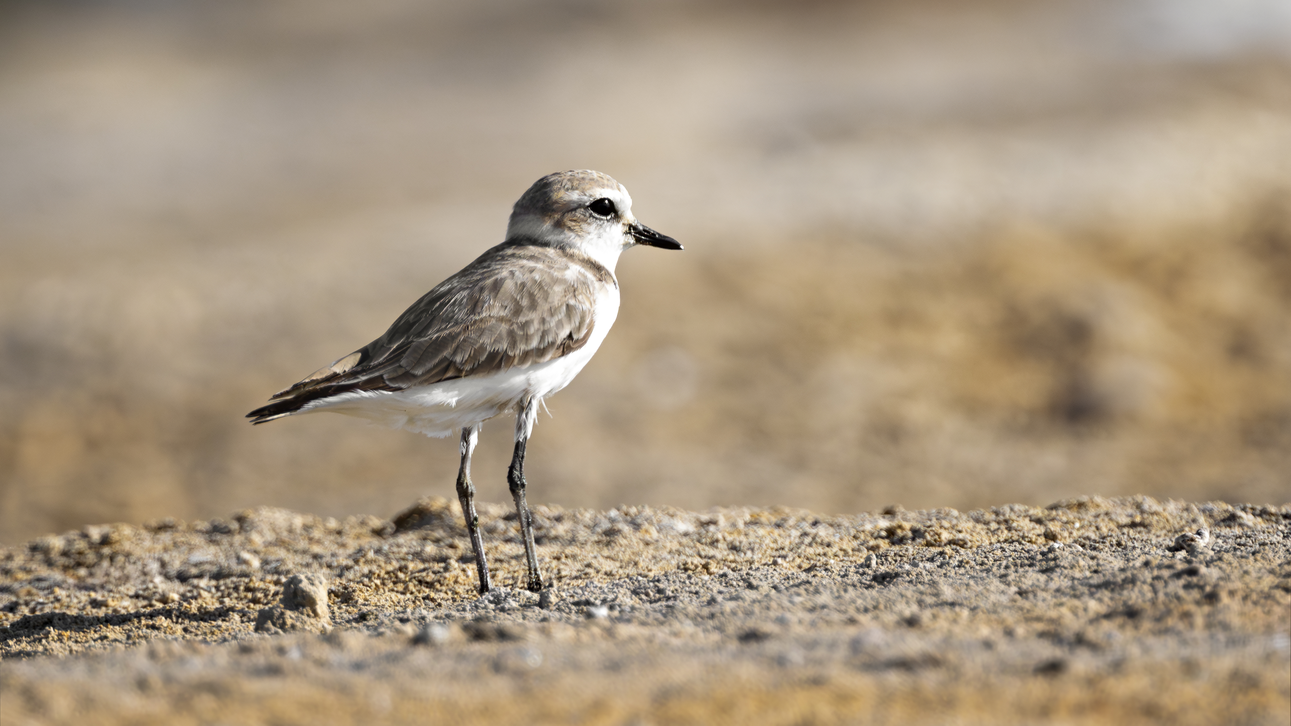Kentish Plover